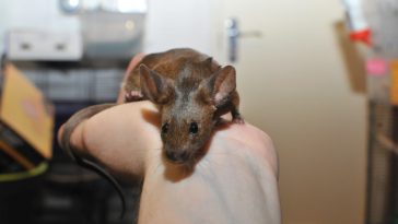 7 consejos para dar golosinas a los ratones de forma segura