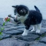 Catnip Hierba para gatos: Los Secretos que Necesitas Saber Hoy 3