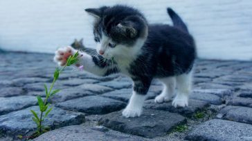 Catnip Hierba para gatos: Los Secretos que Necesitas Saber Hoy 3