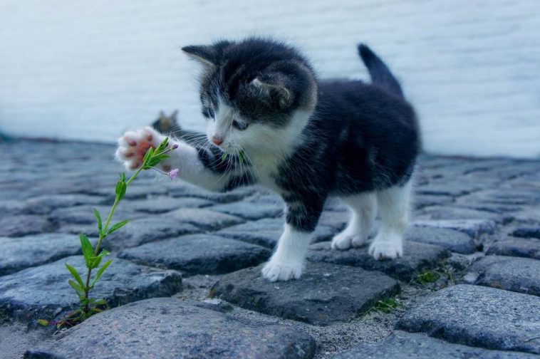 Catnip Hierba para gatos: Los Secretos que Necesitas Saber Hoy 3