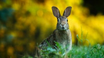 Cuidados de un conejo como mascota 1