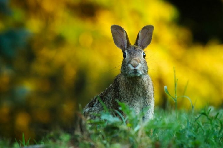 Cuidados de un conejo como mascota 1