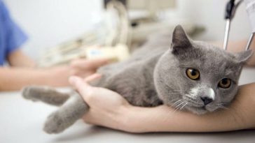 Cuidados de una gata esterilizada 3