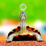 Cuidados de una tortuga: Guía informativa 1