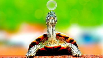 Cuidados de una tortuga: Guía informativa 1