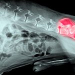 Displasia de cadera en perros: Causas, Síntomas y Cuidados 3
