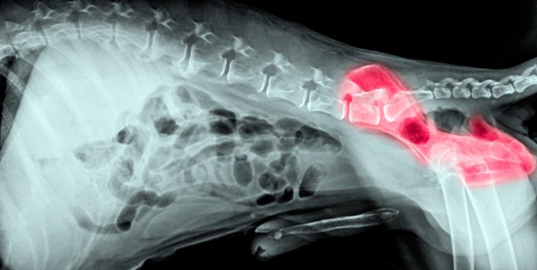 Displasia de cadera en perros: Causas, Síntomas y Cuidados 3