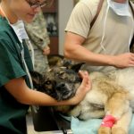 Guía de cuidados de una perra esterilizada 2