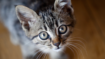 La Guía Definitiva de cuidados de un Gato [Todo lo que debes saber] 18