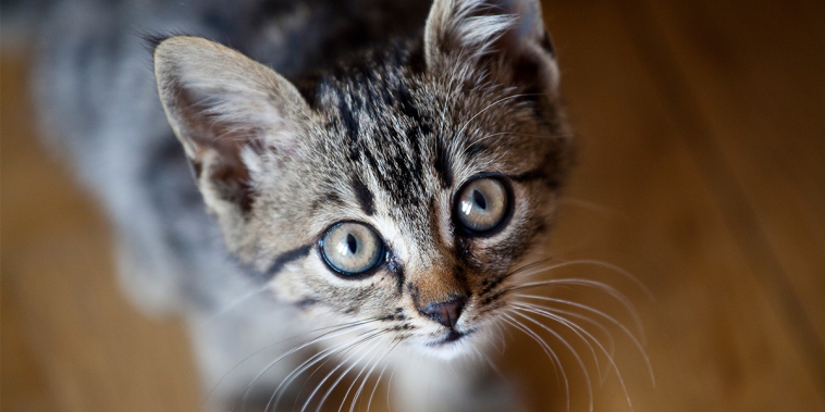 La Guía Definitiva de cuidados de un Gato [Todo lo que debes saber] 18