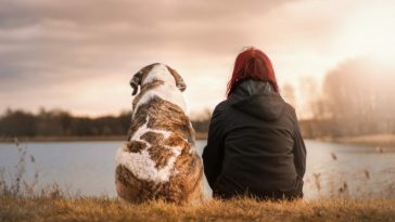 Los principales beneficios de esterilizar a tu mascota 2