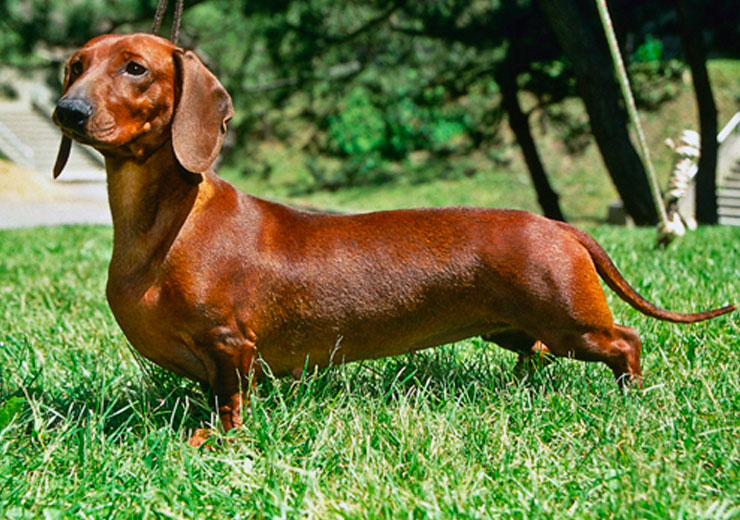 perro-de-la-raza-dachshund