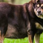 Razas de perro propensas al sobrepeso y los problemas que genera 1