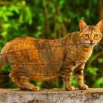 ¿Cómo saber si mi gata está embarazada? 1